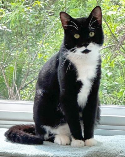 Domino, an adoptable Domestic Short Hair in St. Johnsbury, VT, 05819 | Photo Image 1