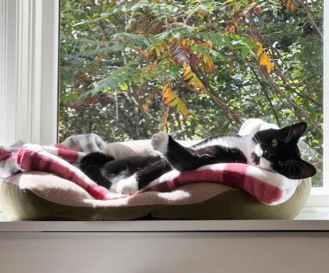 Domino, an adoptable Domestic Short Hair in St. Johnsbury, VT, 05819 | Photo Image 3