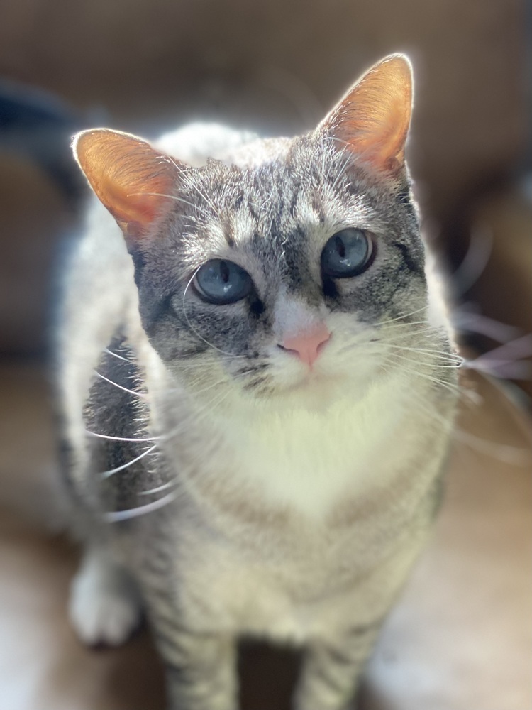 Betty (f.k.a. Fennel), an adoptable Domestic Short Hair, Snowshoe in Little Rock, AR, 72202 | Photo Image 1