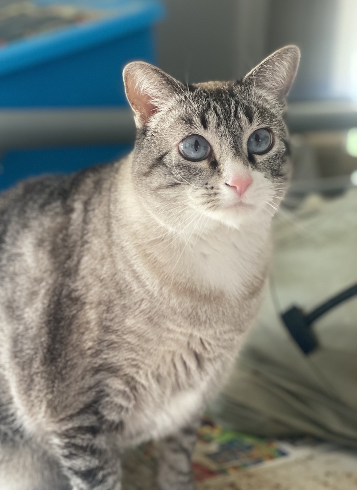 Betty (f.k.a. Fennel), an adoptable Domestic Short Hair, Snowshoe in Little Rock, AR, 72202 | Photo Image 3