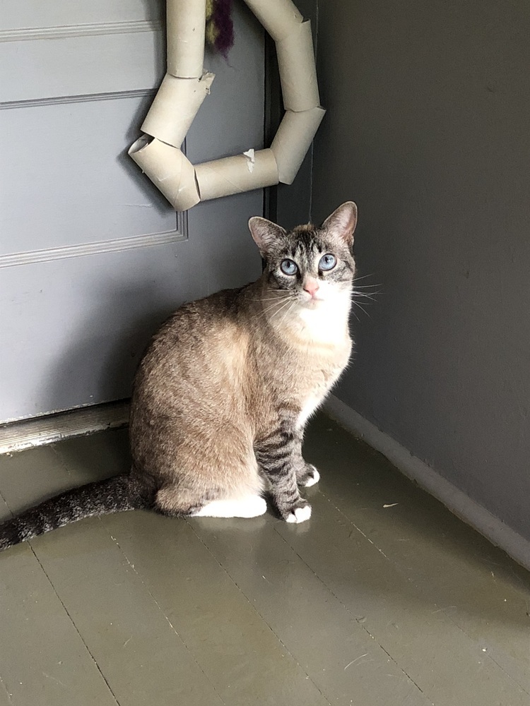 Betty (f.k.a. Fennel), an adoptable Domestic Short Hair, Snowshoe in Little Rock, AR, 72202 | Photo Image 5