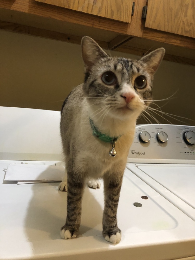 Betty (f.k.a. Fennel), an adoptable Domestic Short Hair, Snowshoe in Little Rock, AR, 72202 | Photo Image 6