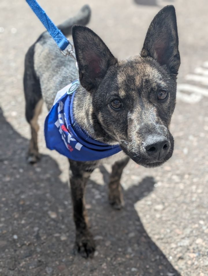 Brindle Sir 1