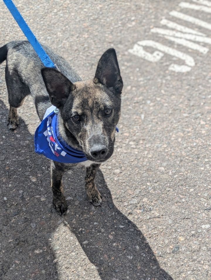Brindle Sir 2