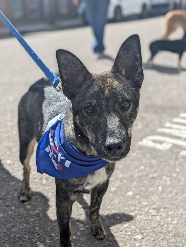 Brindle Sir 3