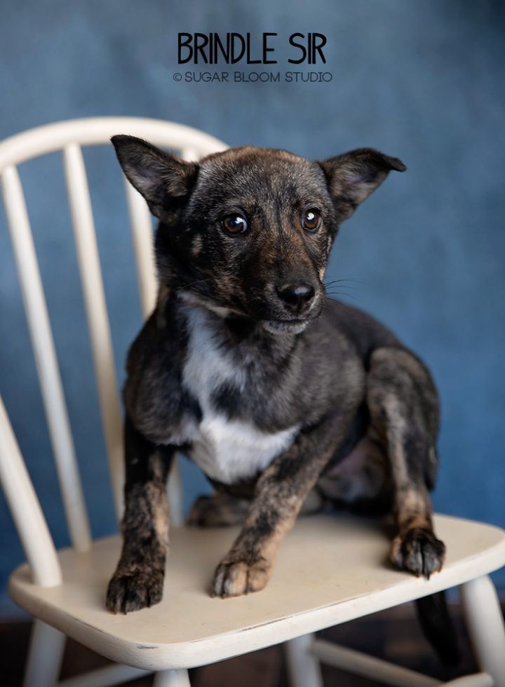 Brindle Sir 4