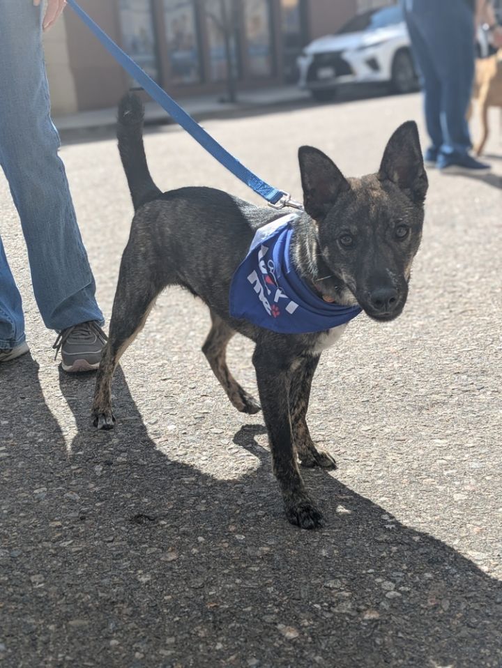 Brindle Sir 5
