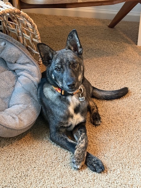 Brindle Sir 6