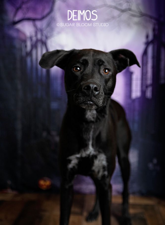Deimos