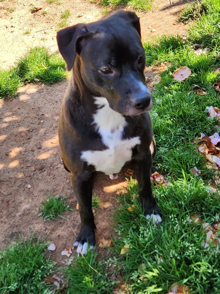 Milo