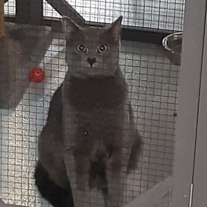 Finen (Horst), Adult Male Domestic Short Hair