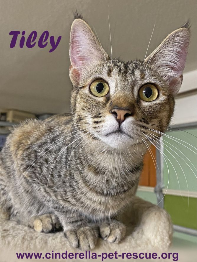 Tilly