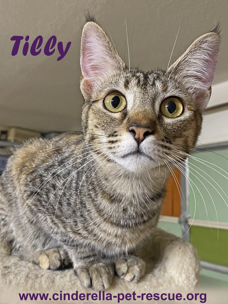 Tilly