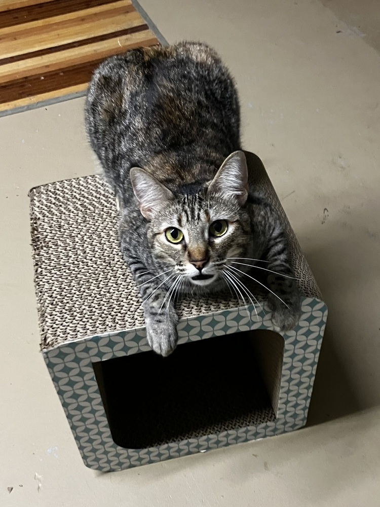 Tilly, an adoptable Domestic Short Hair in Mission, TX, 78574 | Photo Image 2