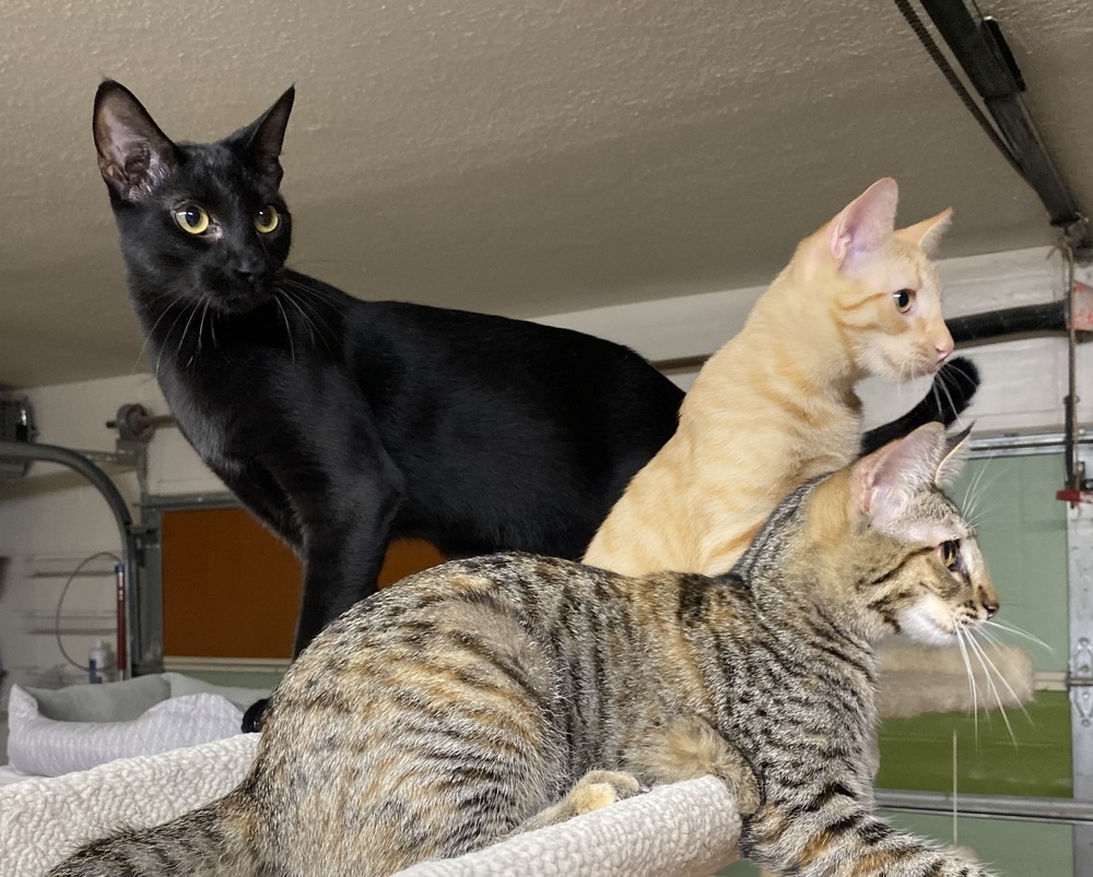 Tilly, an adoptable Domestic Short Hair in Mission, TX, 78574 | Photo Image 4