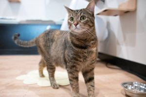 Carlita