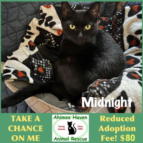 Midnight, an adoptable Domestic Short Hair in Winchendon, MA, 01475 | Photo Image 1