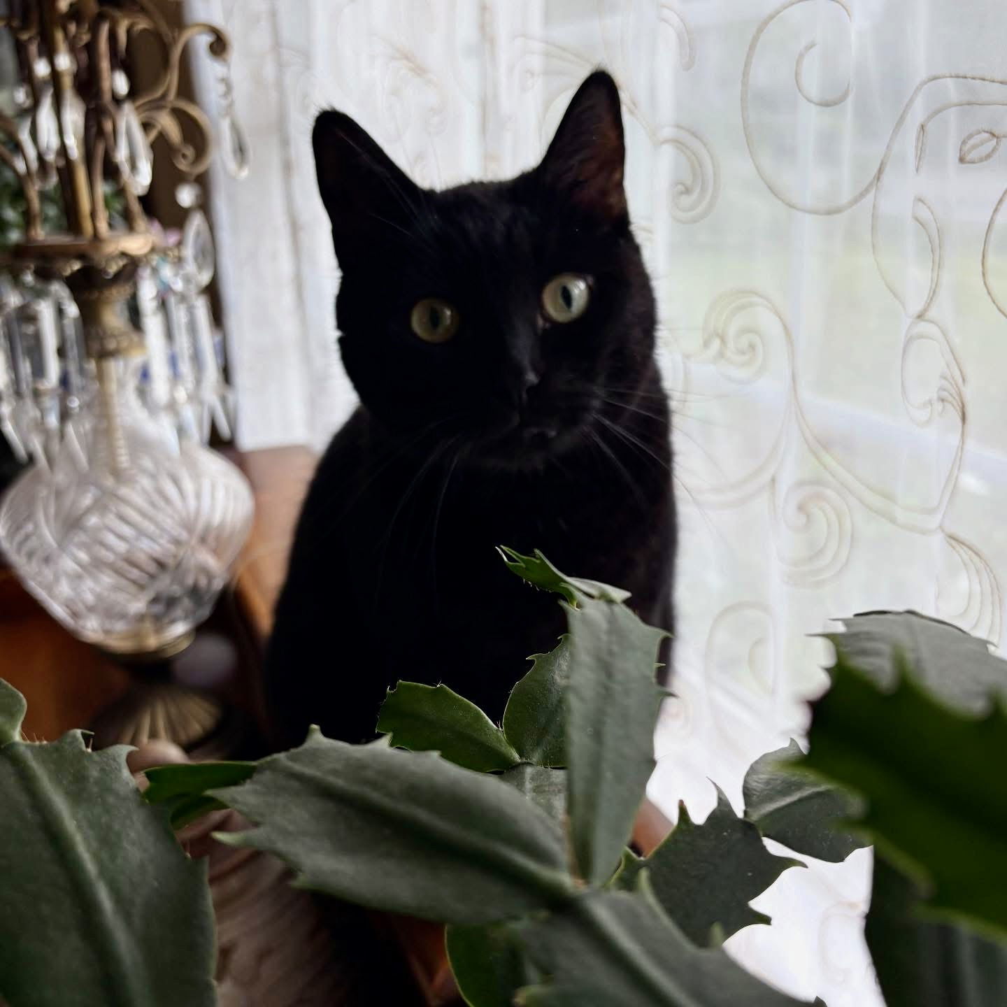 Midnight, an adoptable Domestic Short Hair in Winchendon, MA, 01475 | Photo Image 2