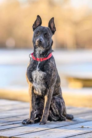 Janey, Adult Female Belgian Shepherd / Malinois