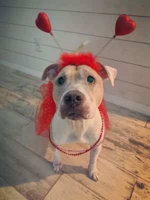 Crumble, Senior Female Pit Bull Terrier