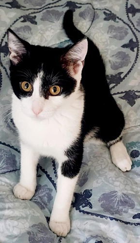 Berry - Petsmart Plantation Foster Home 1
