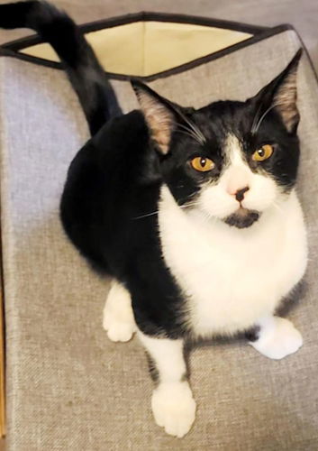 Blackbeard - Petsmart Plantation Foster Home 1