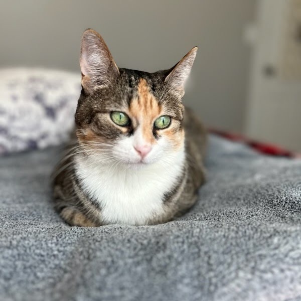 Honey 1