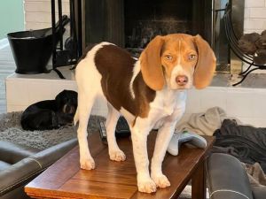 Nugget - Fostered in KC