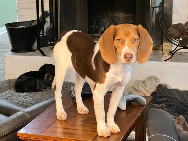 Nugget - Fostered in KC 1
