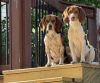 Nugget - Fostered in KC photo 1