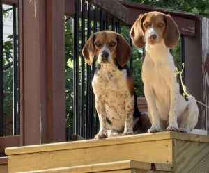 Nugget - Fostered in KC, Young Male Beagle