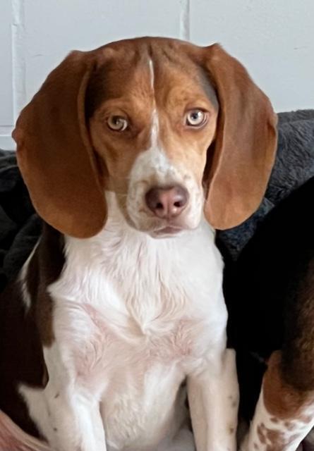 Nugget - Fostered in KC 2