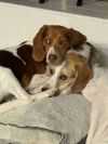 Nugget - Fostered in KC photo 2