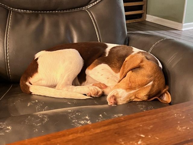 Nugget - Fostered in KC 3