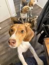 Nugget - Fostered in KC photo 3