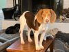 Nugget - Fostered in KC photo 6