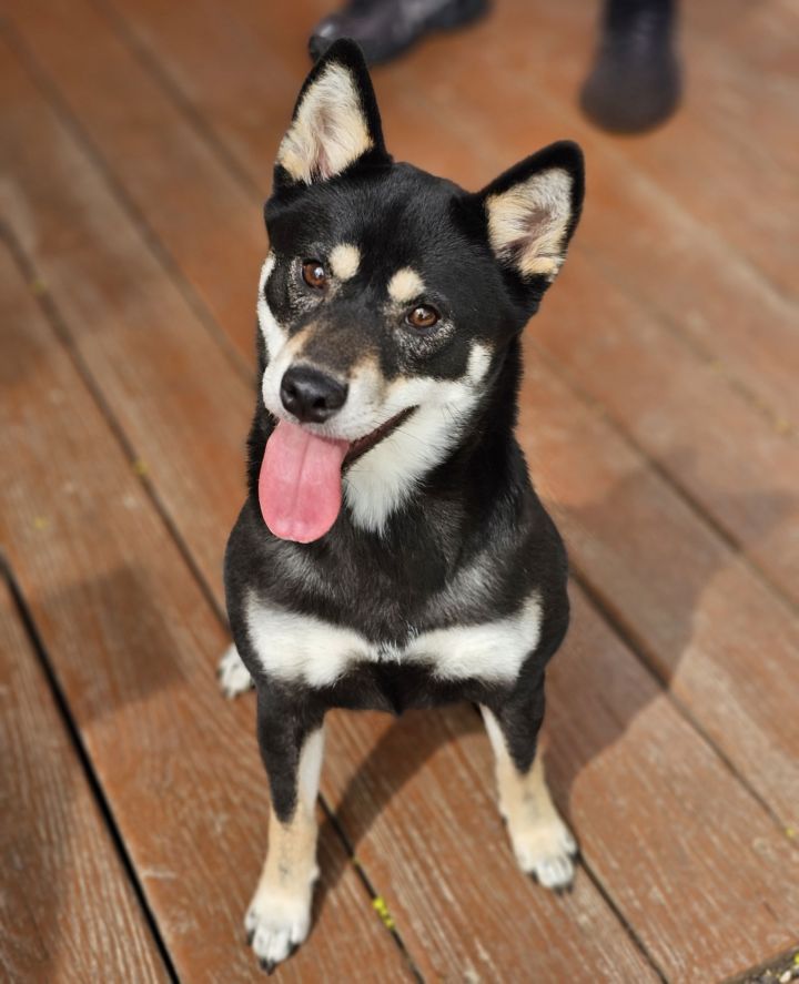 Suki 1