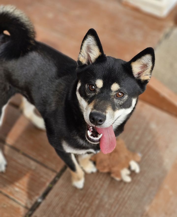 Suki 2