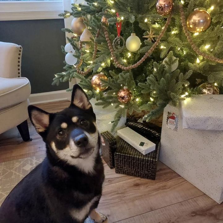 Suki 3