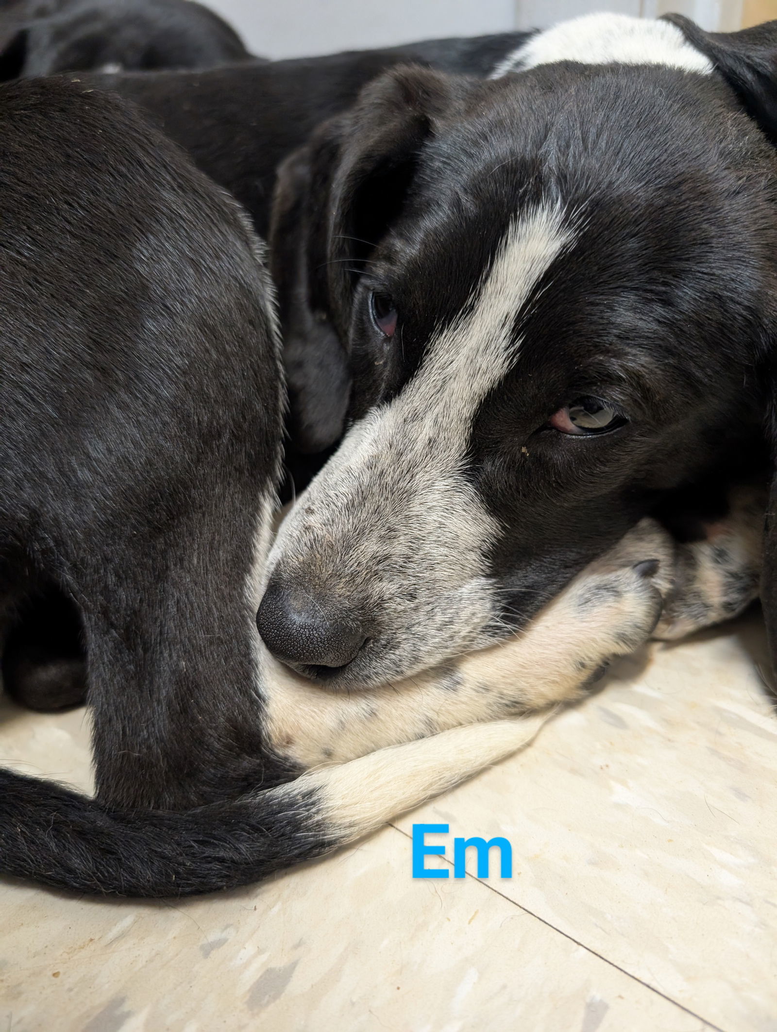 Em, an adoptable Hound, Harrier in Franklin, NC, 28734 | Photo Image 1