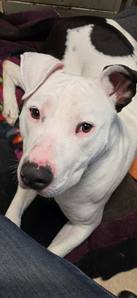 Lola, an adoptable Pit Bull Terrier in Virginia, MN, 55792 | Photo Image 1