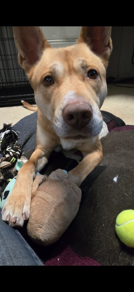 Sergeant, an adoptable Shepherd in Virginia, MN, 55792 | Photo Image 1