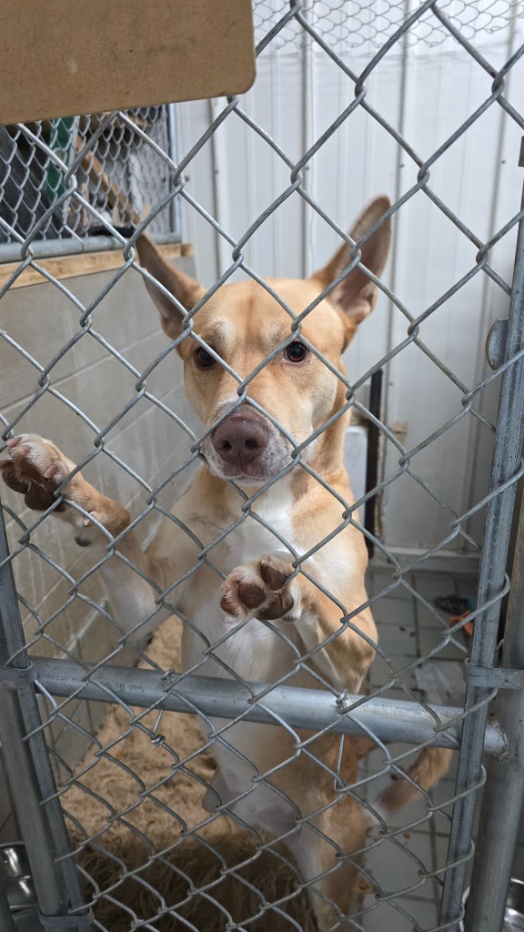 Sergeant, an adoptable Shepherd in Virginia, MN, 55792 | Photo Image 2