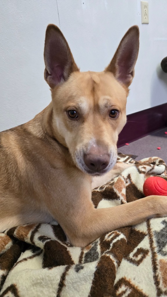 Sergeant, an adoptable Shepherd in Virginia, MN, 55792 | Photo Image 3