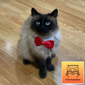 Hi there Im Tuna I am one happy camper I love other cats and get along with gentle dogs as