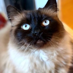 Hi there Im Tuna I am one happy camper I love other cats and get along with gentle dogs as