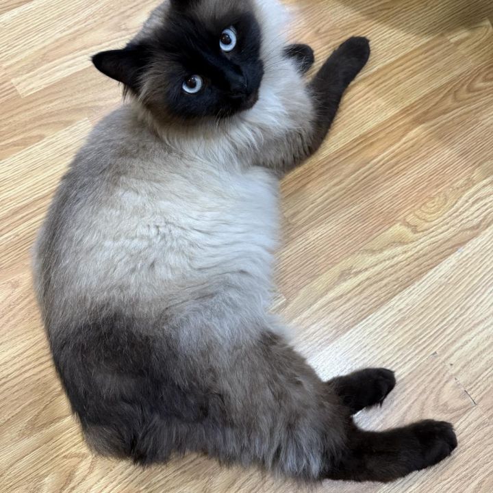 Tuna 4