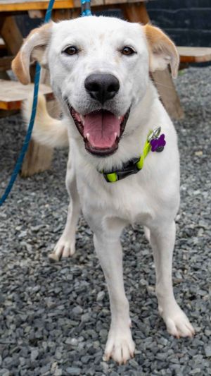 Animal Profile Erin is an estimated 3 year old 40 lb male lab herding breed mix who will be joining