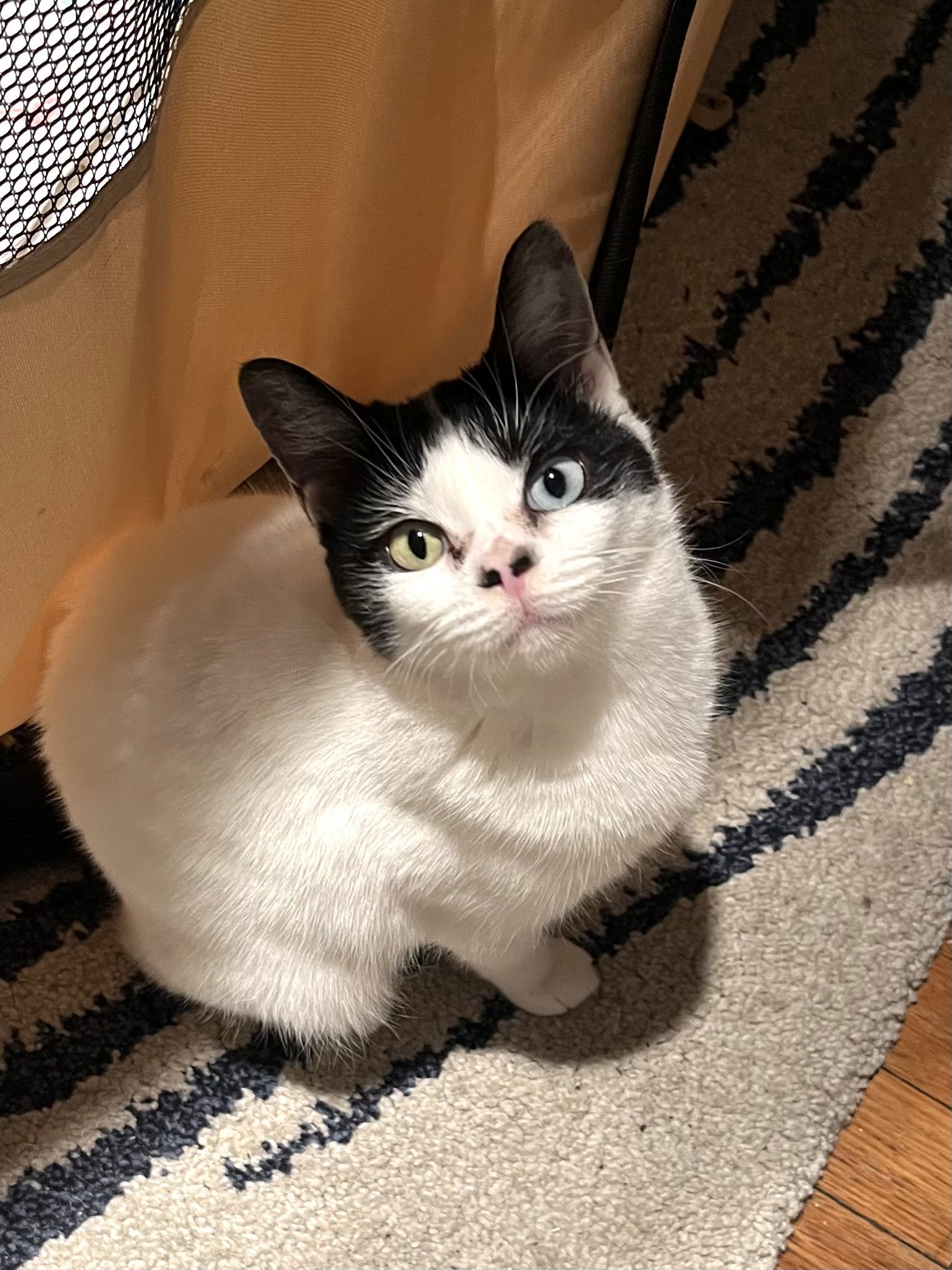Ms Kitty