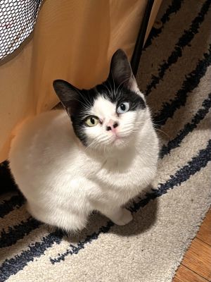 Ms Kitty